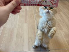 -唐小姐の私宠·宠物洗护美容·撸猫馆·购宠(周浦万达旗舰店)