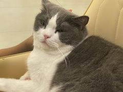-安格丽娜·狗咖·猫咖羊驼咖(春熙路百盛商场店)