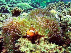 潜水-东姑阿都拉曼海洋公园