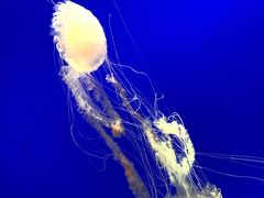 -上海海洋水族馆