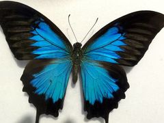 -上海昆虫博物馆