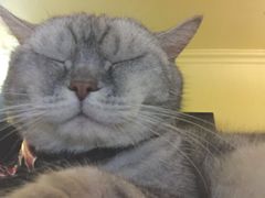 哈哈-猫色咖啡·猫咖