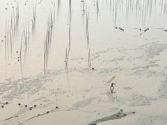 -北岐滩涂