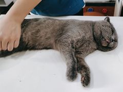 -瑞派动物医院·绝育·犬猫全科·预防医学(光景江南中店)