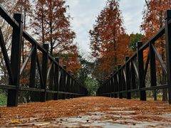 -贡湖湾湿地公园