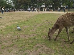 -奈良公园