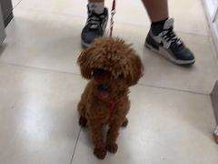 -宠福鑫康馨动物医院·骨科·眼科