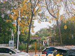 -三里屯东五街银杏大道