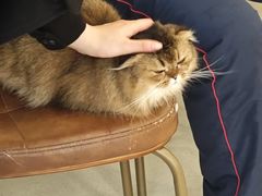 -共舞时光猫咖·狗咖(新街口店)