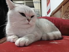 -宠物星动物医院·眼科·异宠·猫科(江南大道总院)