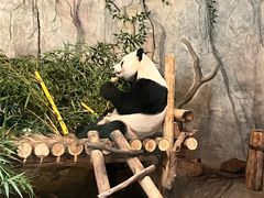 -深圳野生动物园
