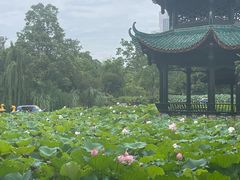 -桂湖森林公园