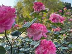 -人民公园(罗湖区)