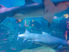 -烟台海昌鲸鲨海洋公园