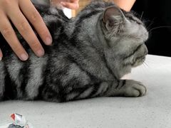 -博特宠物医院24h犬猫全科.骨科·异宠