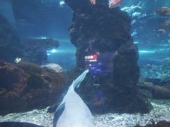 -海合安武汉极地海洋公园