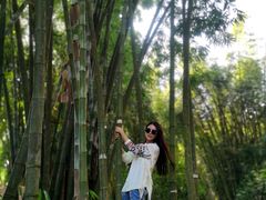 -瑞丽独树成林风景区