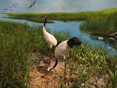 -盐城丹顶鹤湿地生态旅游区