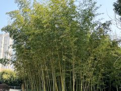 -新虹桥中心花园