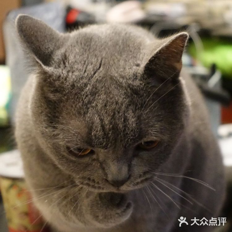 肥的流油、活波可爱的小猫咪!