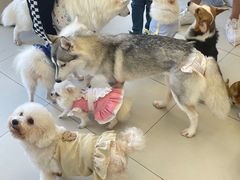 -怪兽屋·羊驼·猫咖·狗咖(俊华广场店)