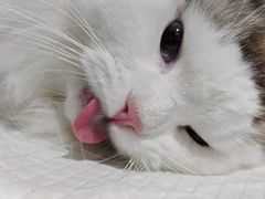 -萌兽医馆·宠物医院·猫骨科(创景店)