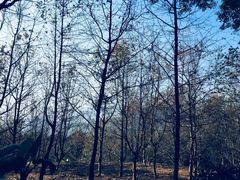 -广州市石门国家森林公园