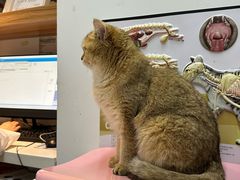 -御宝贝·A梦猫科宠物医院(国际猫友好医院)