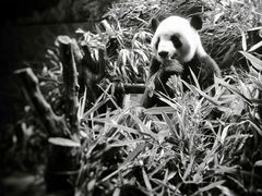 景点-成都大熊猫繁育研究基地