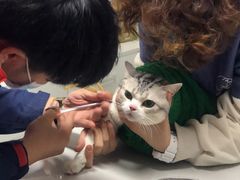 -伟伟宠物医院·CT影像中心·瑞派犬猫综合性门诊(汉口总院)