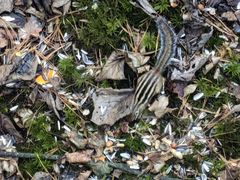 -五营红松林海景区