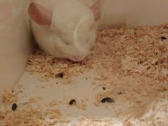 -龙猫仔乐园(惠福东路店)