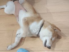 -是阿柴呀！柴犬咖啡·爱喵喵猫咖
