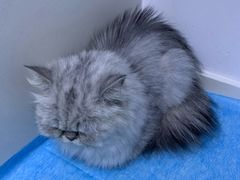 -关爱宠物医院·猫科中心·消化科(滨湖万达分院)