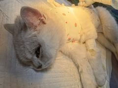 -伟伟宠物医院·瑞派猫友好医院·猫科(光谷店)