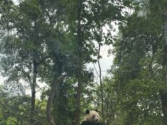 -中国大熊猫保护研究中心雅安碧峰峡基地