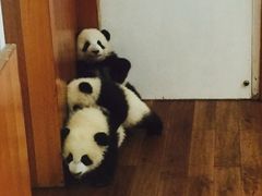 -成都大熊猫繁育研究基地