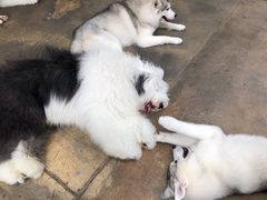 -TrueLove @ Neverland (Husky Cafe)