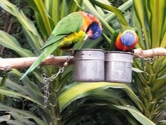 -南宫五洲植物乐园