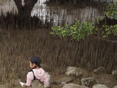-宝安西湾红树林湿地公园