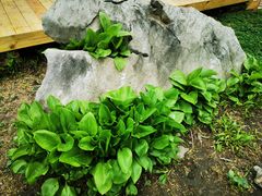 -黑龙江省森林植物园