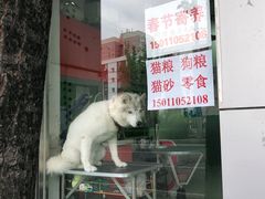 -天雅宠物(绿岛苑店)