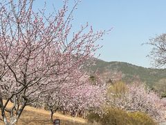-北京西山国家森林公园