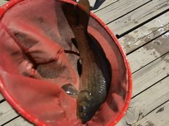 -酷鱼垂钓CLUB(朝阳区博大路店 )