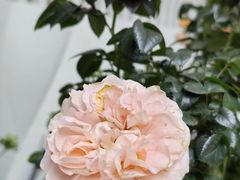 -人民公园(罗湖区)