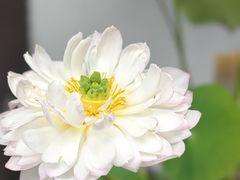 -本处·素食·融合料理(南油店)
