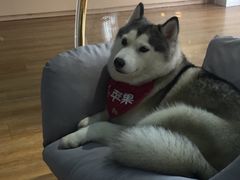 -Husky Go! 哈士奇体验馆·宠物咖啡厅狗咖