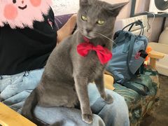 -喵屿·大理花园猫咖