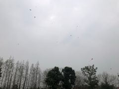 -两河城市森林公园