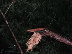 -武陵山森林公园